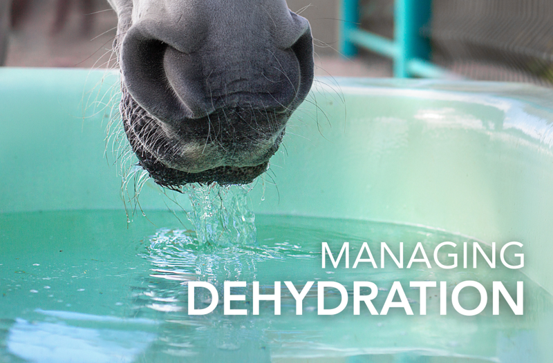 Managing Dehydration - Equine Science Matters™